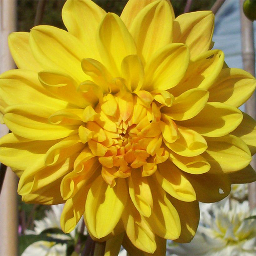 Dahlia Décoratif Golden Emblem (Flowering)