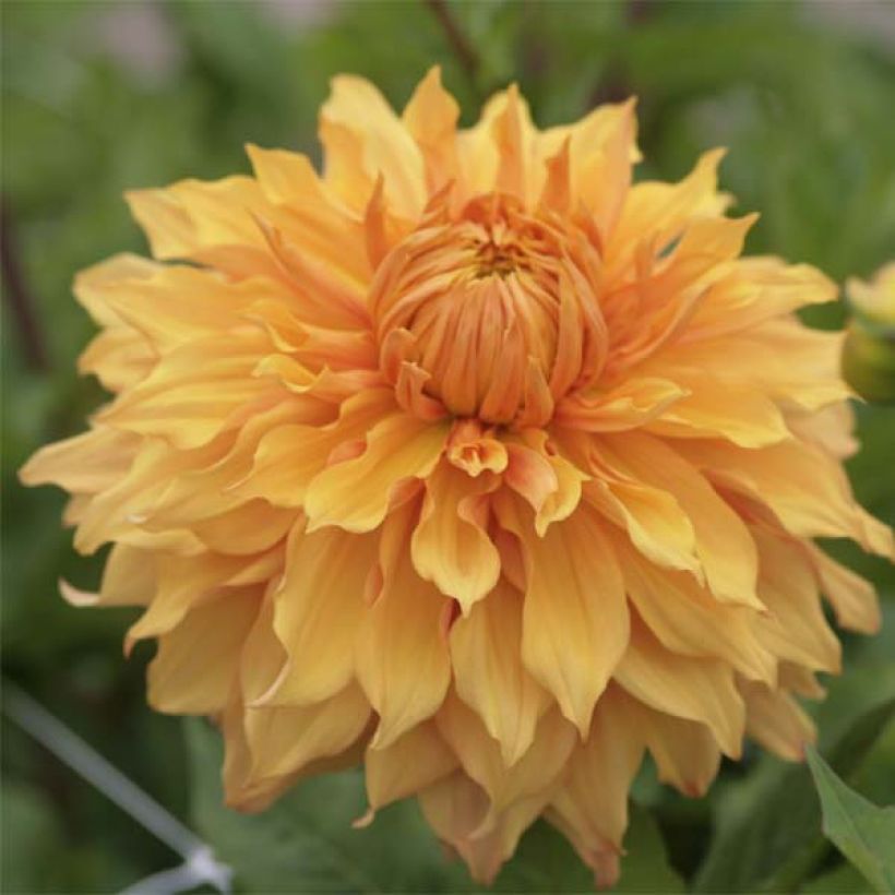 Dahlia géant Hamari Gold (Flowering)