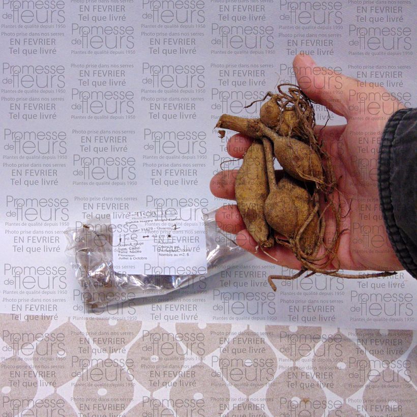 Example of Dahlia Happy Single Flame Bulbe calibre I as you get