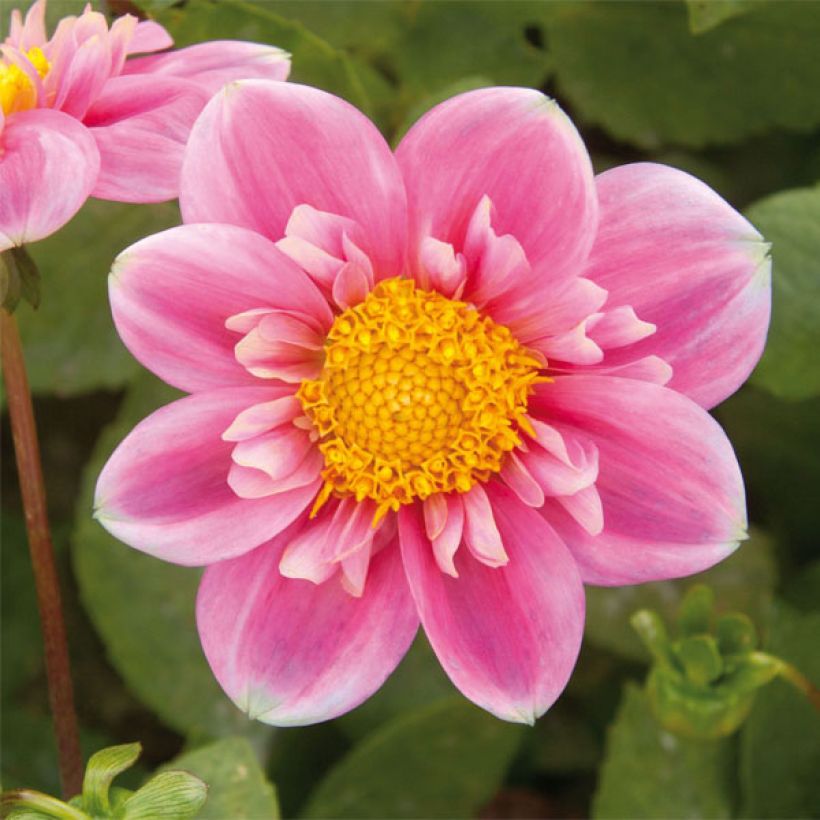 Dahlia collerette Hartenaas (Flowering)