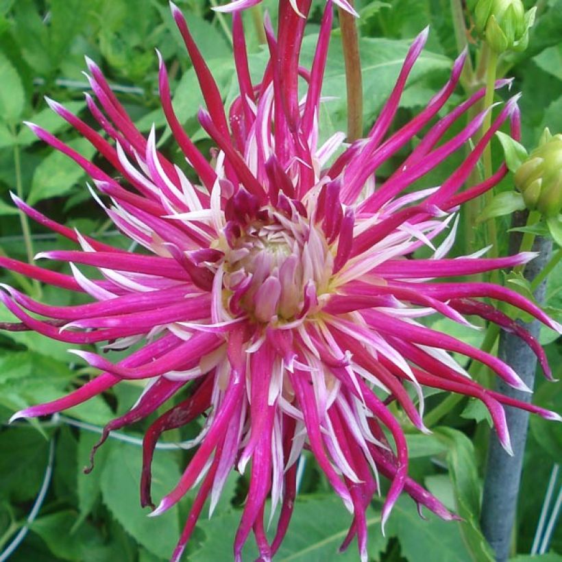 Dahlia Cactus Hollyhill Spider Woman (Flowering)
