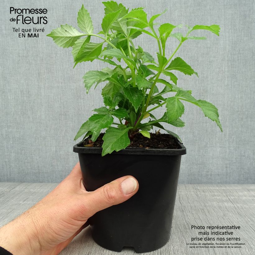 Spécimen de Dahlia Honka Izarra Pot de 2L/3L tel que livré au printemps