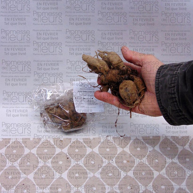 Exemple de spécimen de Dahlia Honka Lorana Dawn Bulbe tel que livré