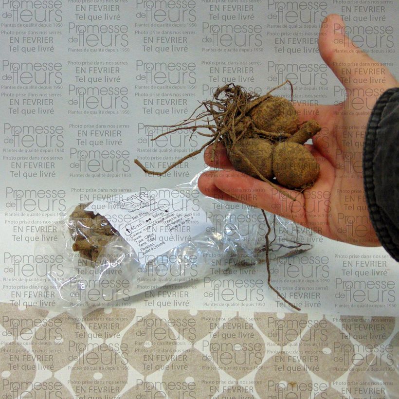 Example of Dahlia Honka Red Bulbe calibre I as you get