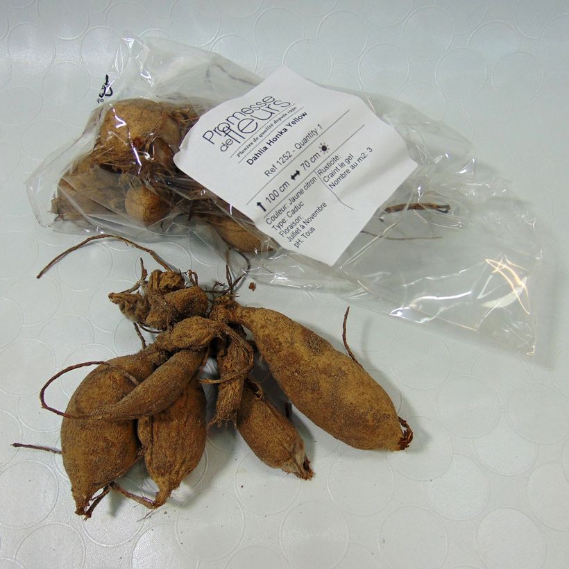 Example of Dahlia Honka Yellow  Bulbe calibre I as you get