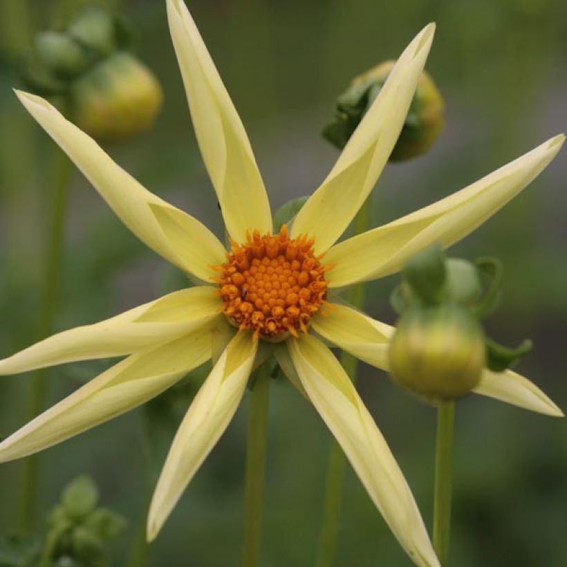 Dahlia Honka Yellow  (Flowering)