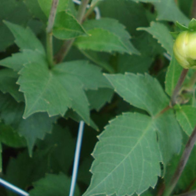 Dahlia pompon Icoon (Foliage)