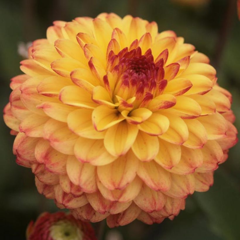 Dahlia pompon Icoon (Flowering)