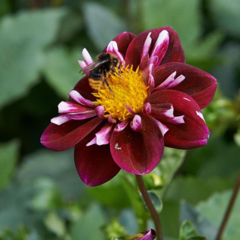 Dahlia collerette Impression Fantastico (Flowering)