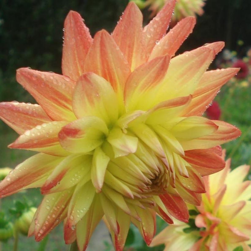 Dahlia semi-cactus Isadora (Flowering)