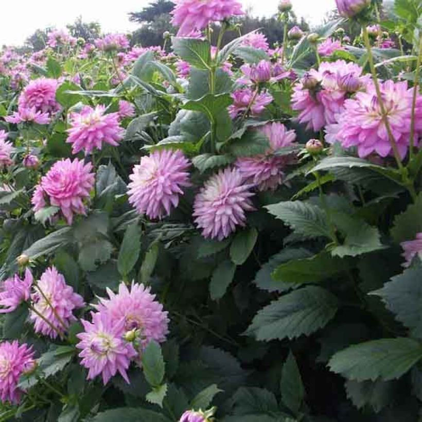 Dahlia décoratif Karma Amanda  (Flowering)