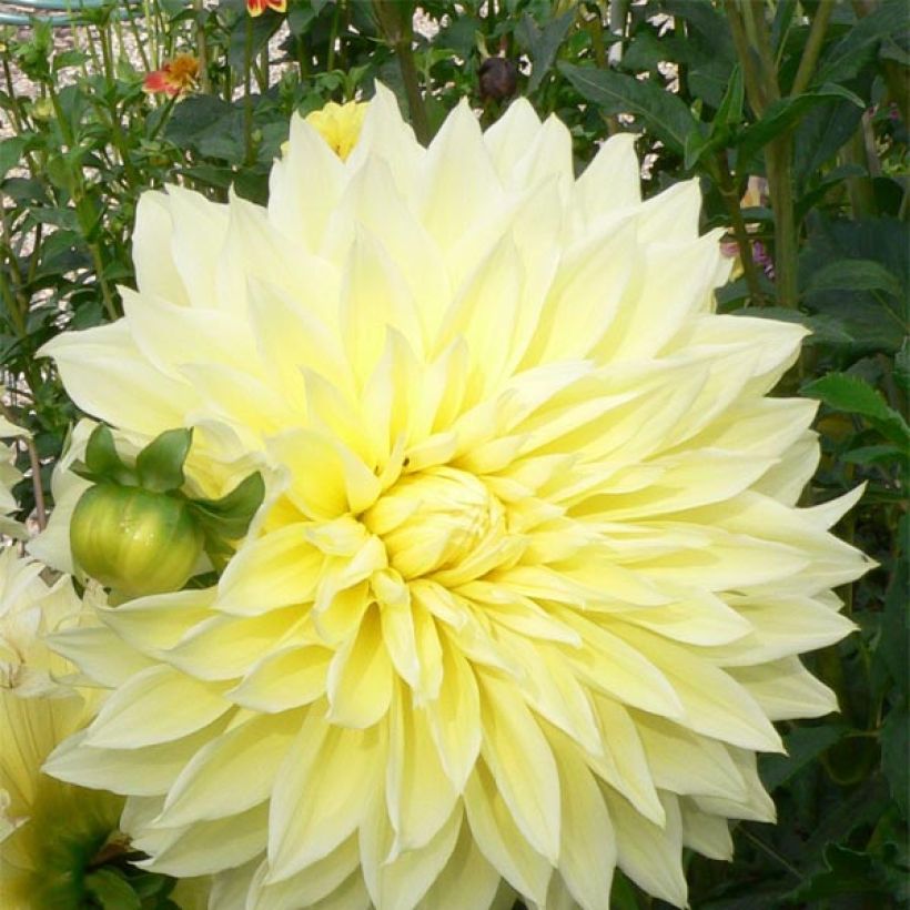 Dahlia géant Kelvin Floodlight (Flowering)