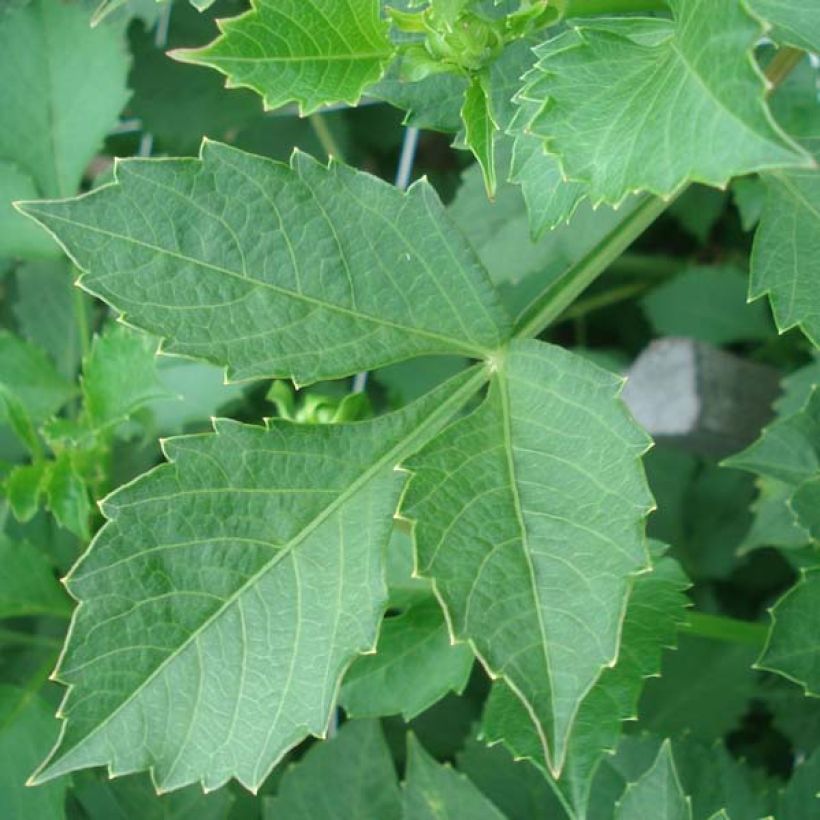 Dahlia Semi-Cactus Match (Feuillage)