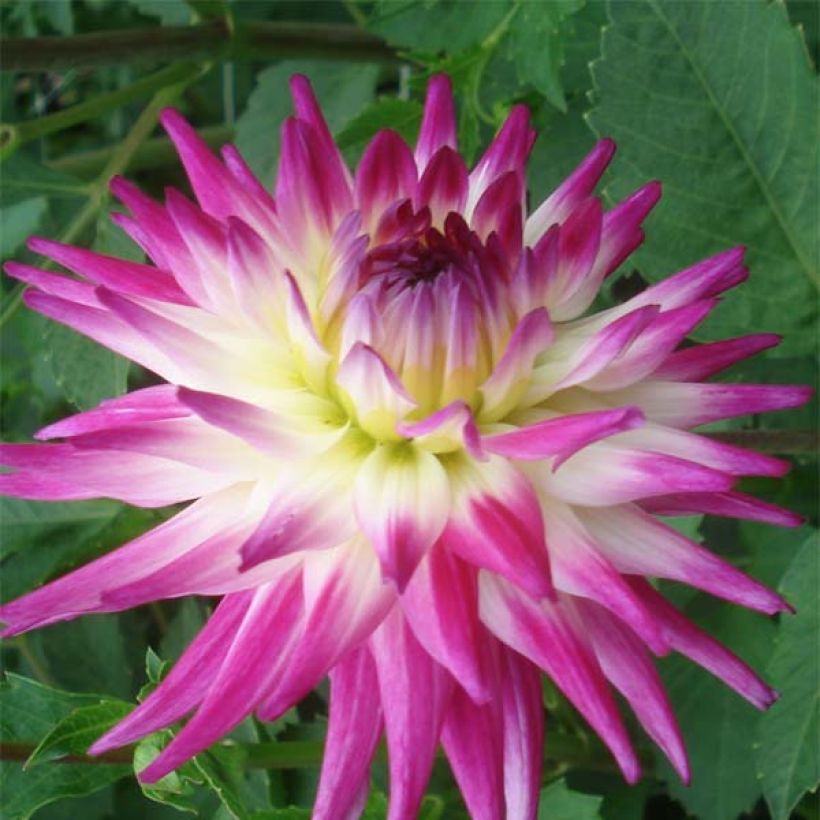 Dahlia Semi-Cactus Match (Floraison)