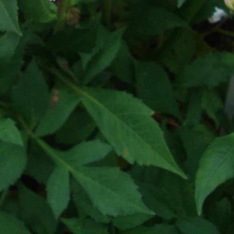 Dahlia camélia Offshore Dream  (Foliage)