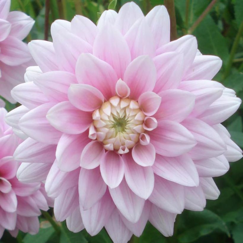 Dahlia camélia Offshore Dream  (Flowering)