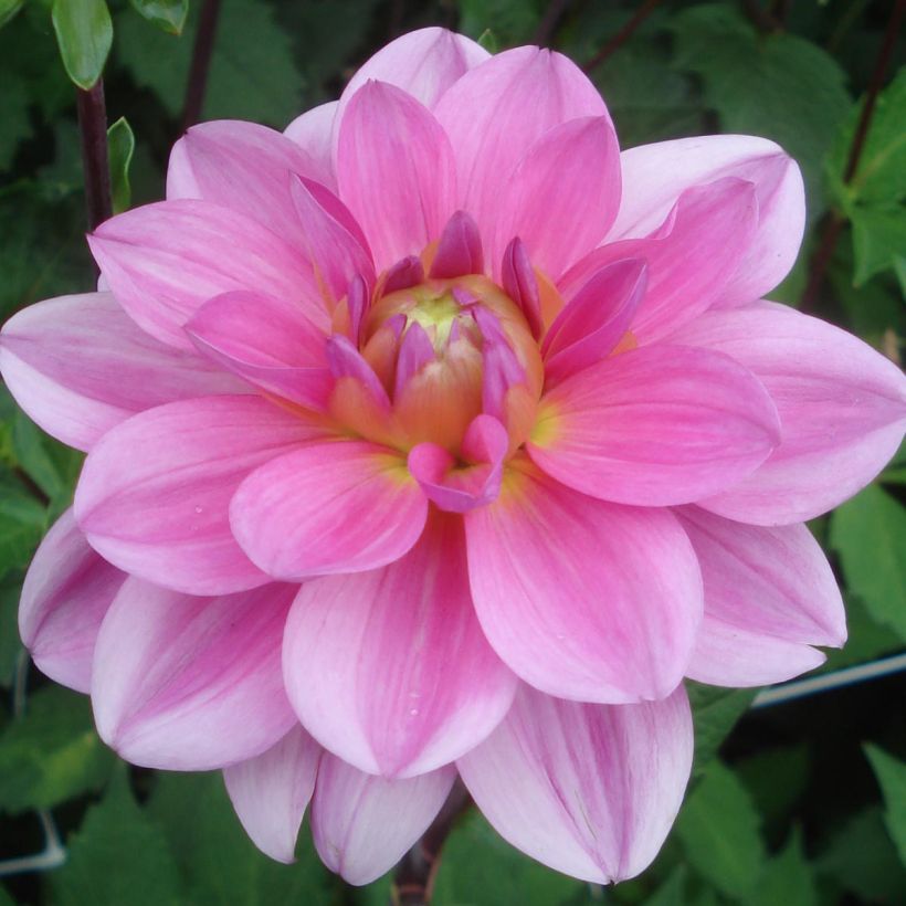 Dahlia camélia Onesta (Flowering)
