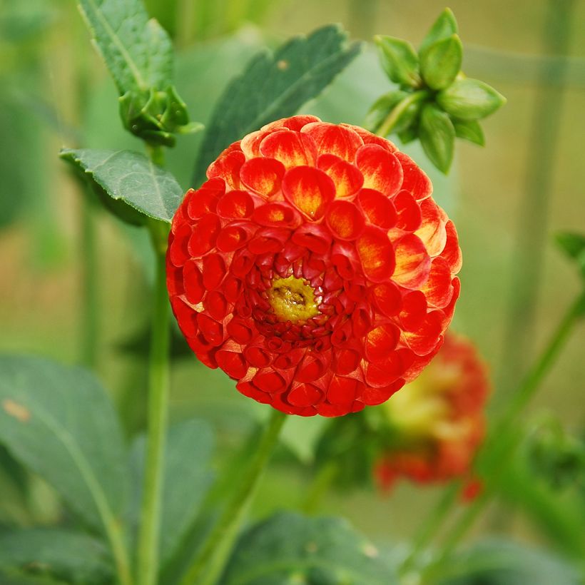 Dahlia balle New Baby (Flowering)
