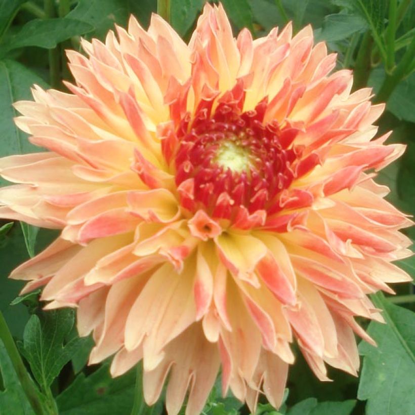 Dahlia décoratif Puerto Rico (Flowering)