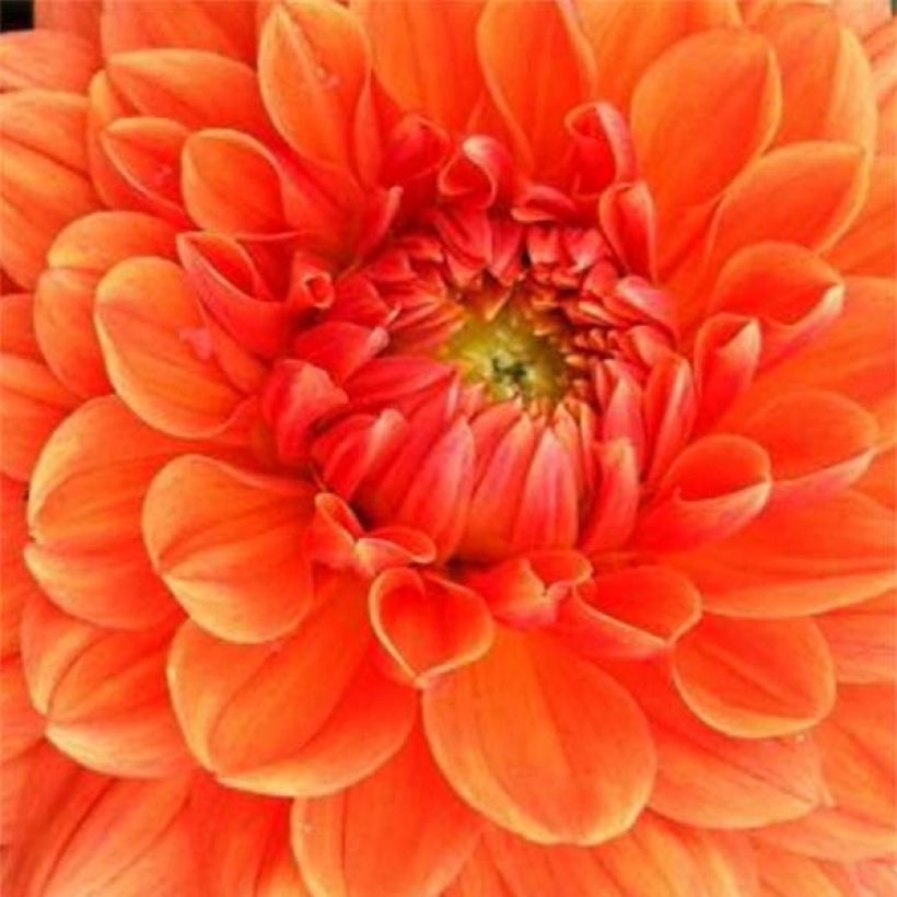 Dahlia décoratif Renato Tosio (Flowering)