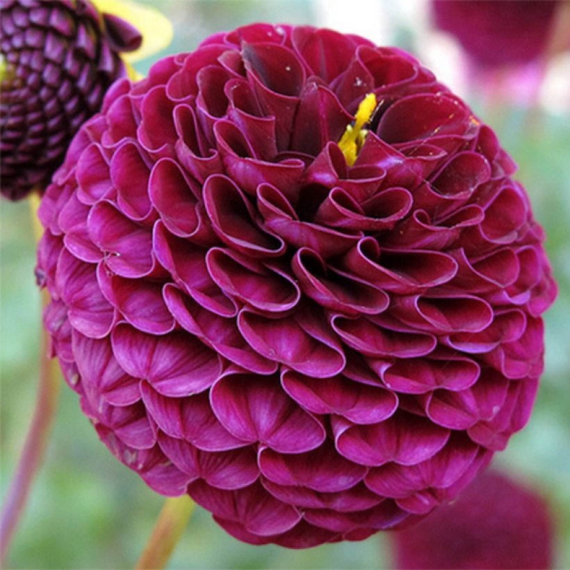 Dahlia balle Rocco (Flowering)