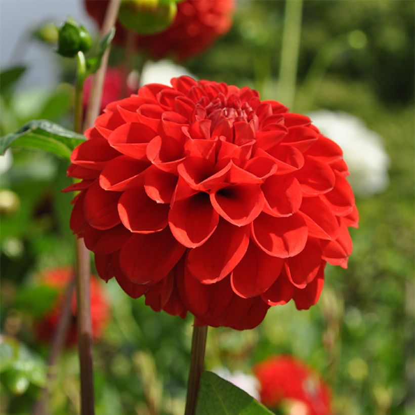 Dahlia pompon Salsa (Flowering)