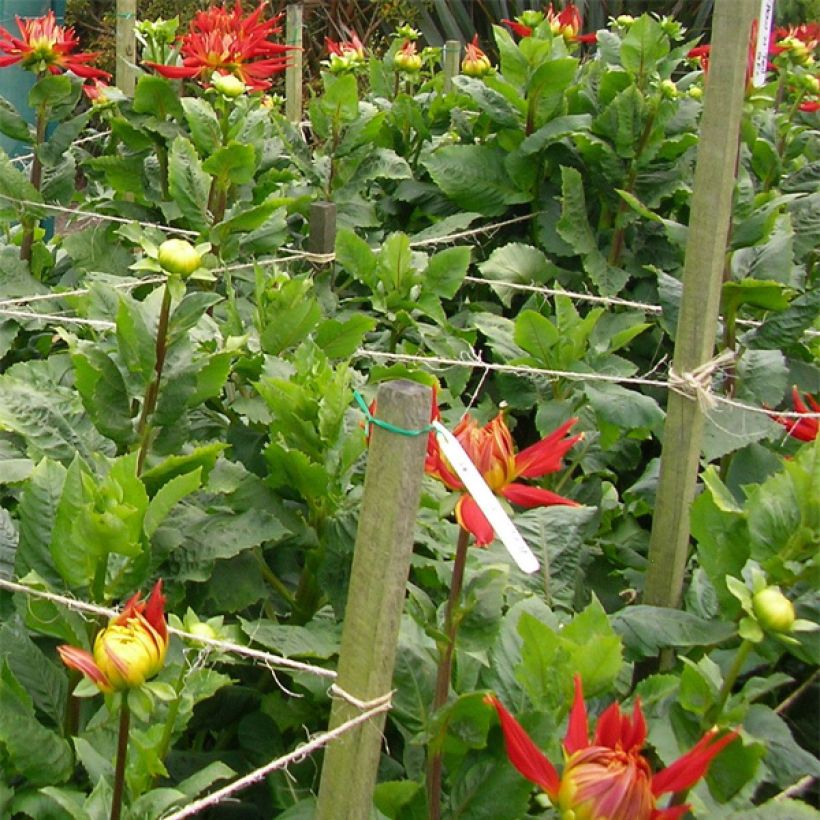 Dahlia Cactus Showntell (Foliage)