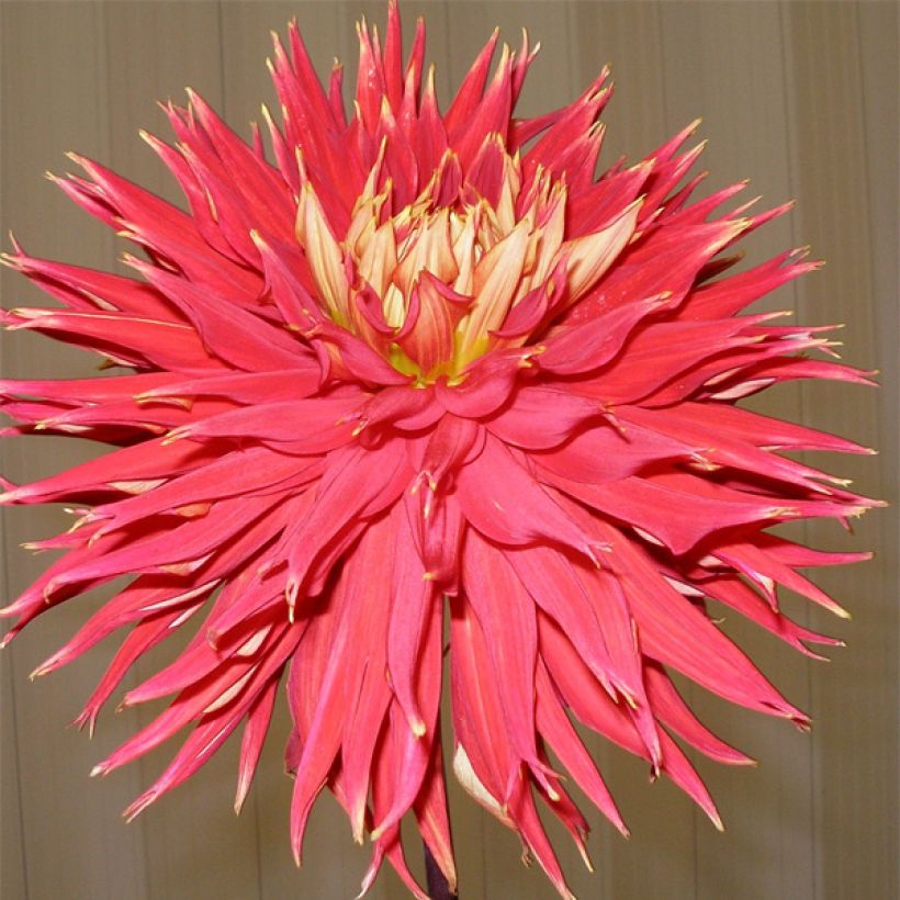 Dahlia Cactus Showntell (Flowering)