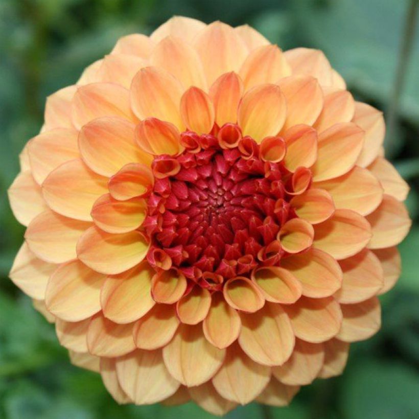 Dahlia pompon Sunny Boy (Flowering)