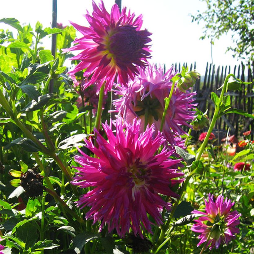 Dahlia semi-cactus Veritable (Flowering)