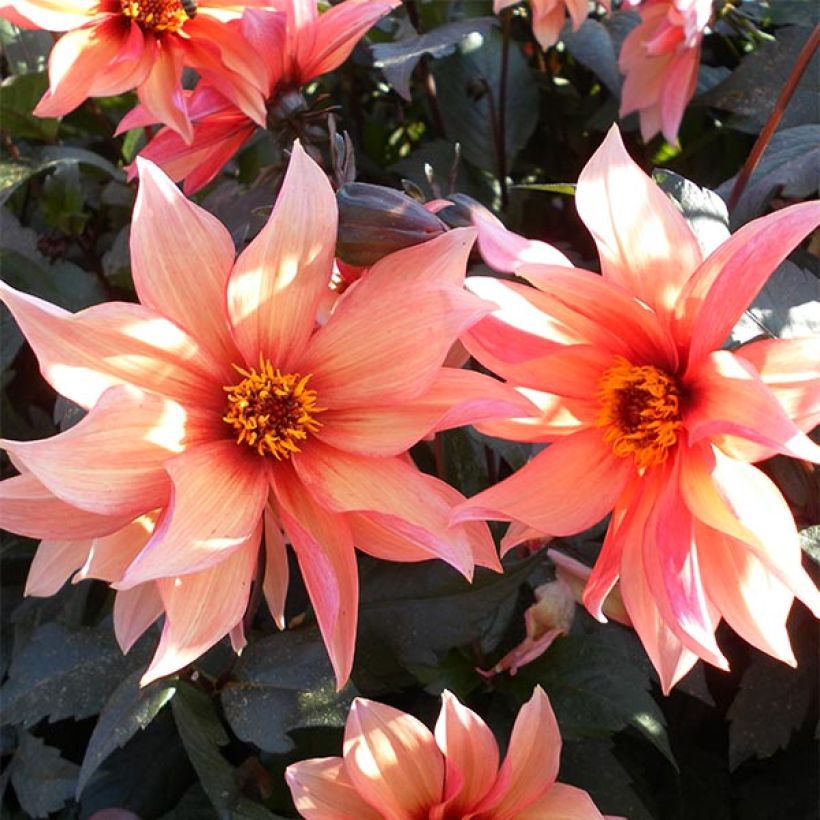 Dahlia paysage Waltzing Mathilda (Flowering)