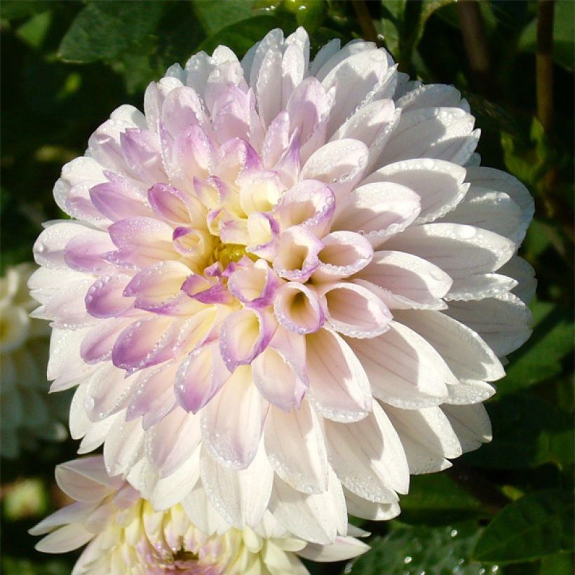 Dahlia décoratif White Linda (Flowering)