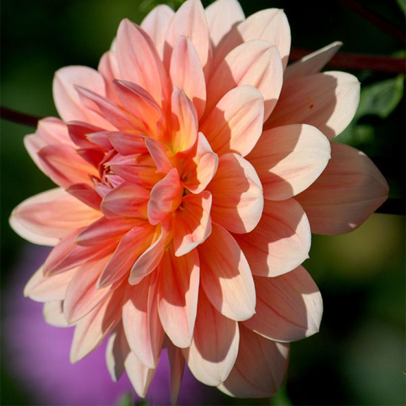 Dahlia camélia Yvonne (Flowering)