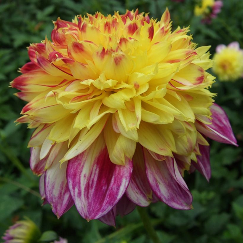 Dahlia anémone Boogie Woogie (Floraison)