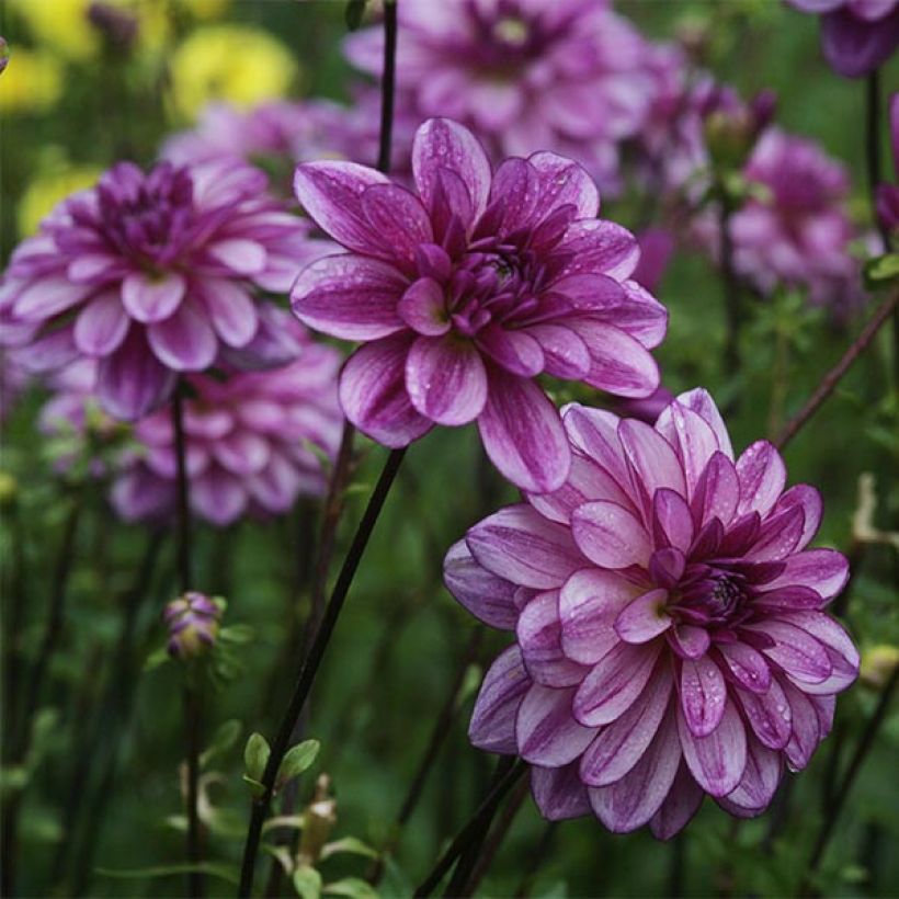 Dahlia camélia Seduction (Flowering)