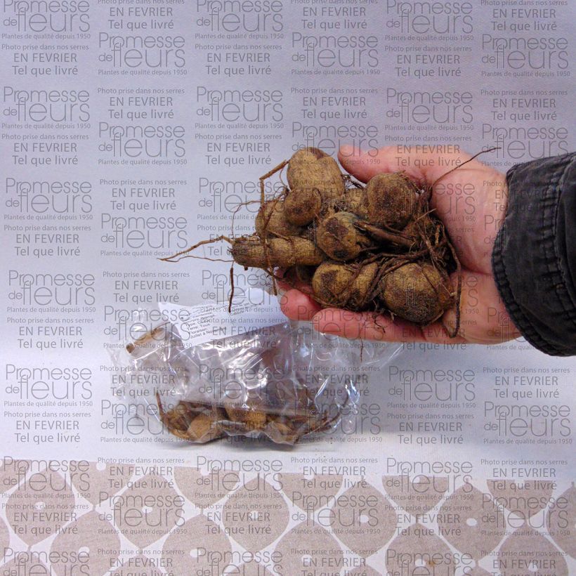 Example of Dahlia anémone Garden show Bulbe calibre I as you get