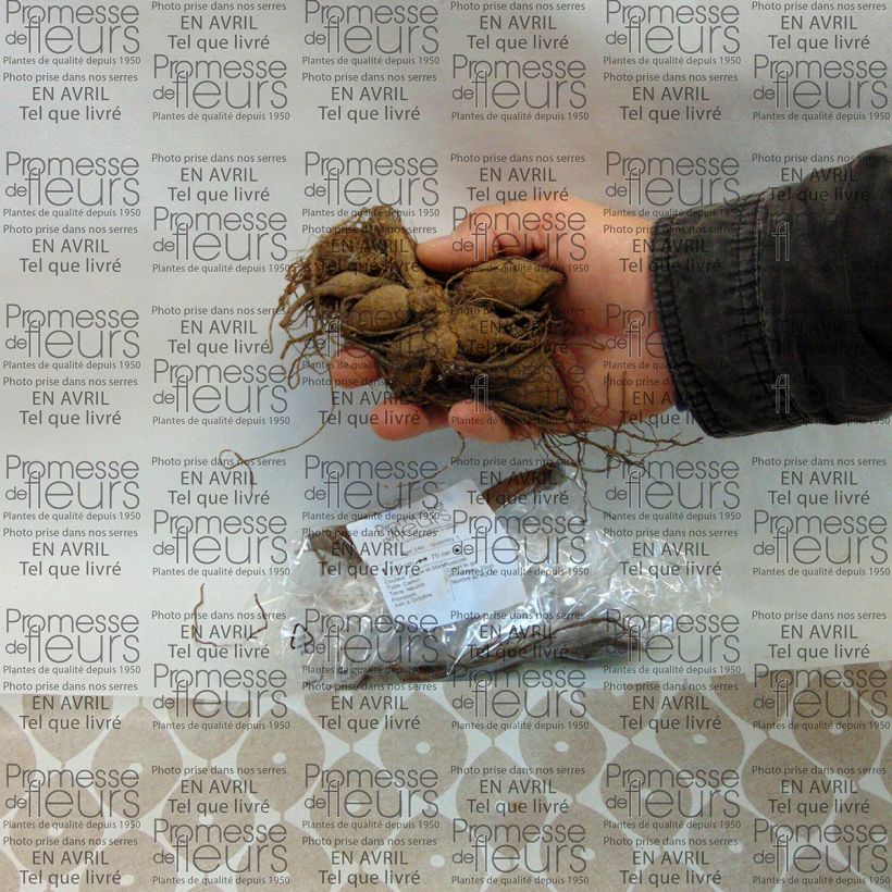 Example of Dahlia anémone Polka Bulbe calibre I as you get