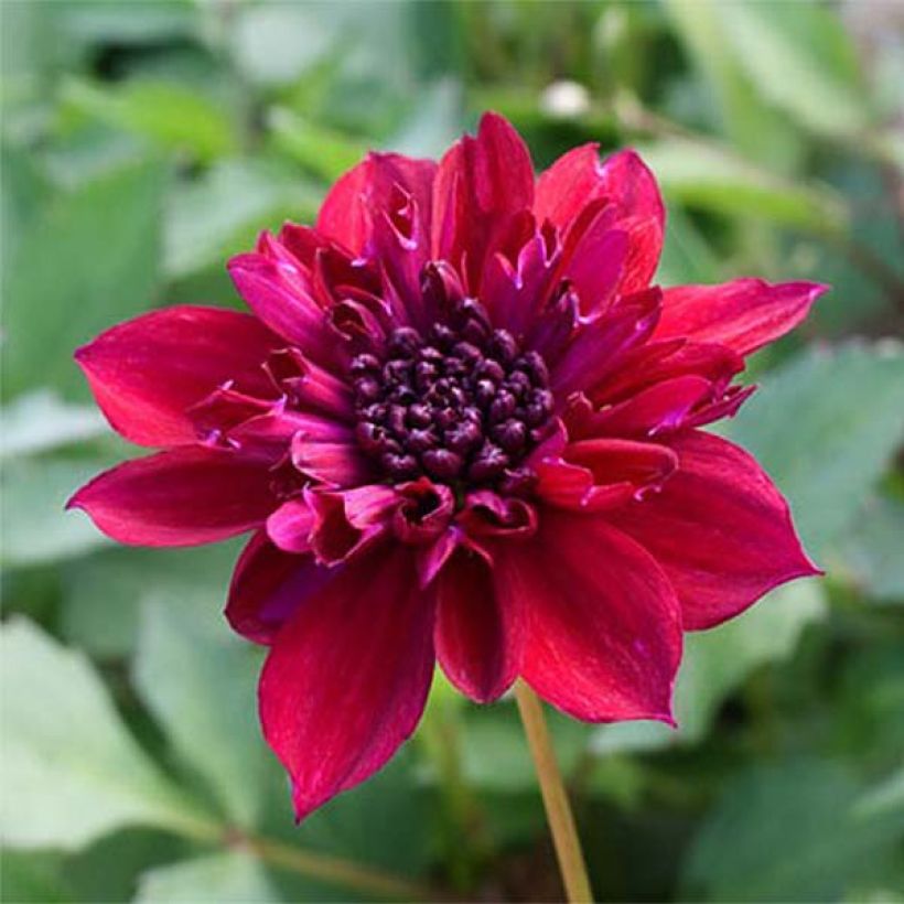 Dahlia anémone Purpinca (Flowering)
