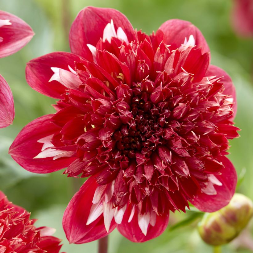 Dahlia anémone Speech (Flowering)