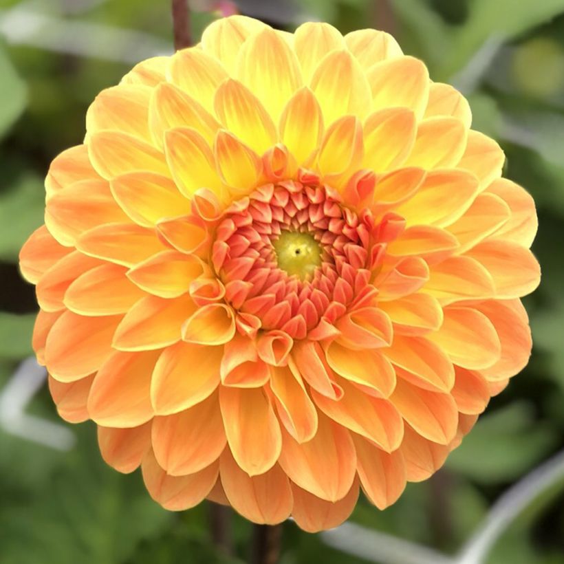 Dahlia balle Amber Crystal (Flowering)