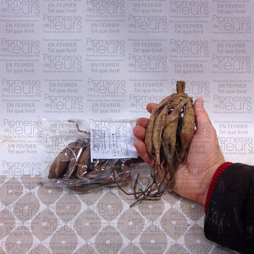 Example of Dahlia balle Bantling Bulbe calibre I as you get