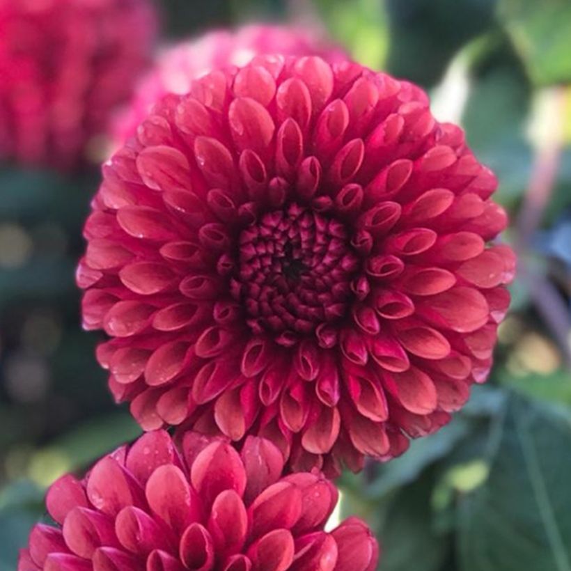 Dahlia balle Copper Boy  (Flowering)