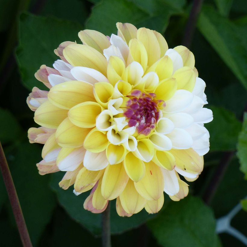 Dahlia balle Double Jill (Flowering)
