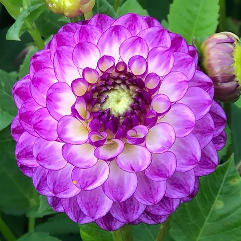 Dahlia balle Dreaming Maid (Flowering)