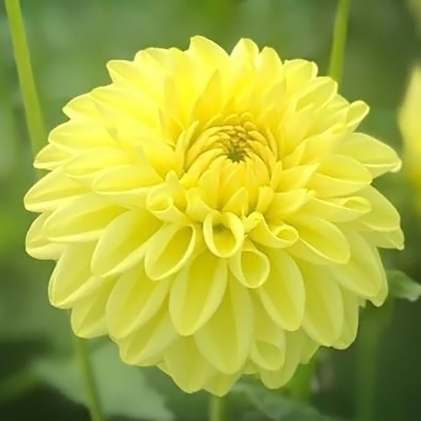 Dahlia balle Golden Eye (Flowering)