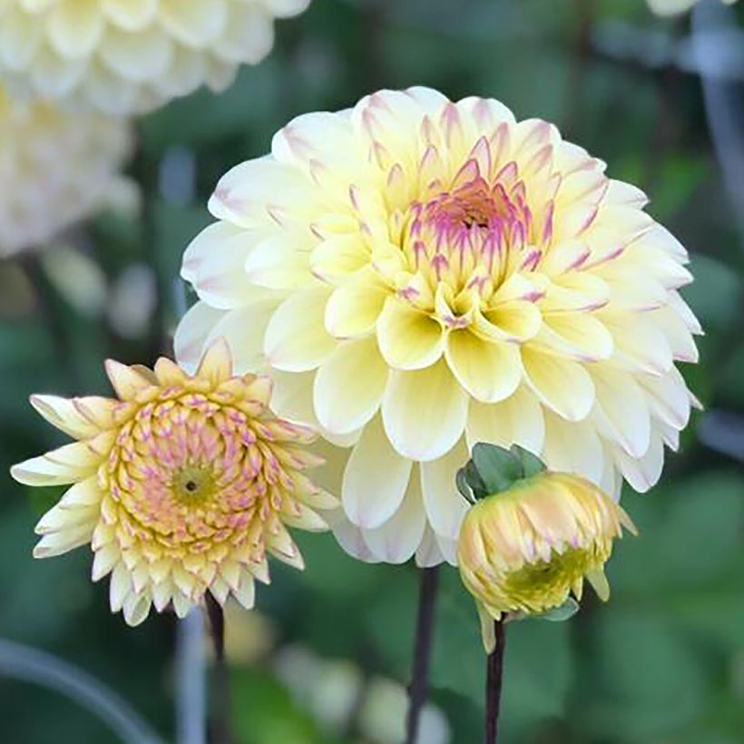 Dahlia balle Isa's Favorite (Flowering)