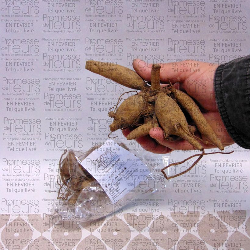 Example of Dahlia balle Ivanetti Bulbe calibre I as you get