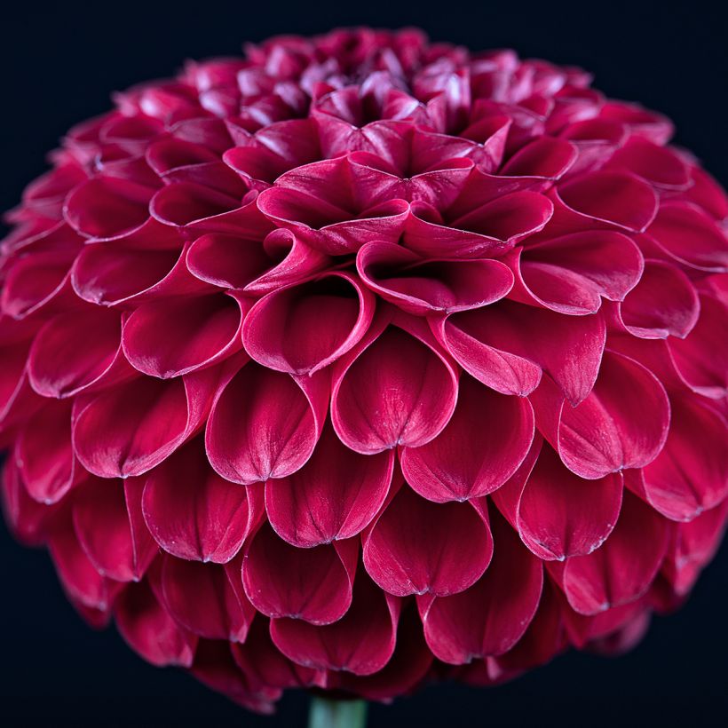 Dahlia balle Ivanetti (Flowering)
