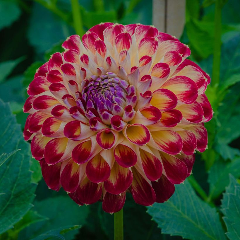 Dahlia balle Jowey Joshua (Flowering)
