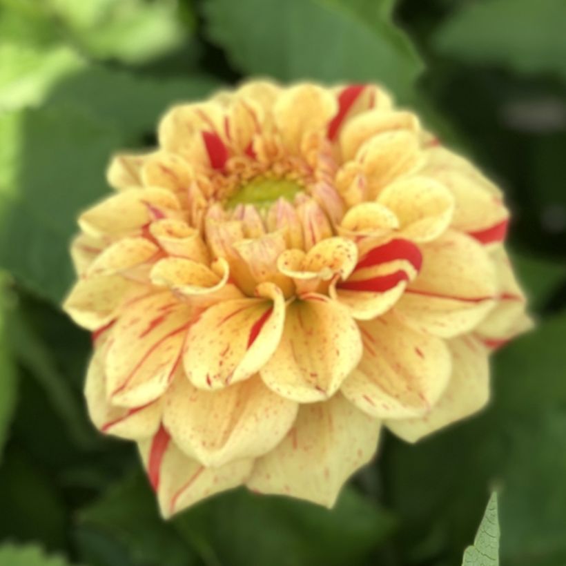 Dahlia balle Jowey Provence (Flowering)